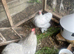 Lavender pekin bantam