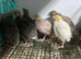 Japanese quails