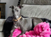 ITALIAN GREYHOUND FEMALE 6 MONTHS OLD