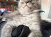 Pedigree Maine Coon Kittens HIGH SMOKE BOY LEFT