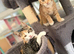TORTOISESHELL MAINE COON X KITTENS