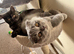 British and Scottish Fold kittens