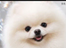 Stunning Pomeranian Boy Puppys