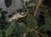 Jackson xantholophus pair with full set up