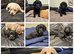 9 beagador/miniature poodle puppies