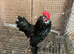 Cock chickn