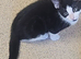 I have 2 blk/white kittens to be re homed