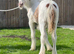 Red and white cob colt