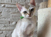 Stunning singapura kittens