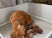 F1 Cockapoo puppies for sale