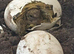 Baby Horsfield tortoises