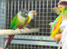 Pineapple conures