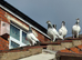 Budapest High Flyer Pigeons For Sale