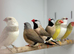 Star finches