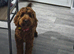 Male cockapoo