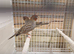 Red headed finch