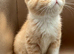 STUNNING EXOTIC SHORTHAIR MALE – FROM CAREFULLY SOURCED IMPORTED EUROPEAN LINES