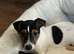 jack Russell