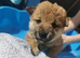 5 Shiba inu puppies