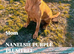Kc registered working line Labradors