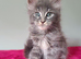 Tica Registered Maine coon kittens
