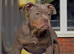 5 star Licensed, olde English bulldog, old tyme bulldog
