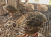 Jumbo Coturnix Japanese Italian English quails and also fertile eggs for sale !