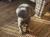 Cane Corso Puppies &pound;1,500
