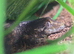 Baby gargoyle geckos
