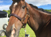 Very quite French ex race horse