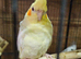 Adult bonded pair lutinos