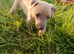 6 gorgeous whippet pups