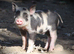 Genuine Juliana Line Micro Pigs