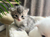 Four very fluffy kittens