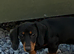 Miniature Dachshund Puppies