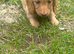 Long hair mini dachshund