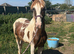 Outstanding yearling gelding