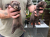 Eu ferrets