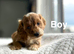 Layla beautiful cockapoo puppies ready on 17th July