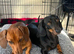 Miniature dachshund pups