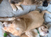 Beautiful Cocker Spaniel Puppies for Sale - Ready 14 November 2026