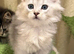 British longhair Silver shaded Male