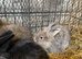 Mini lion head rabbits for sale