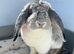 Two litters Giant pure bred French lop rabbits