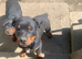 Male Rottweiler pup