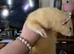 Ferret