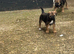 Border terrier pups