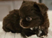 KC long coat chihuahuas
