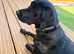 9 month old highly trained working line Labrador puppy