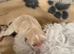Maltese x havenese X poodle